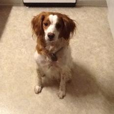 Breton Balto • RIP•