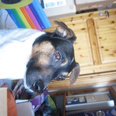 Dansk svensk gaardhund Frodo