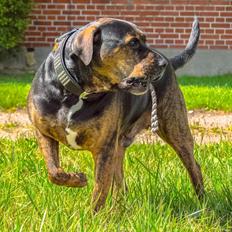 Blanding af racer Fedtmule