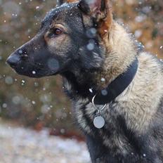 Schæferhund Charlie