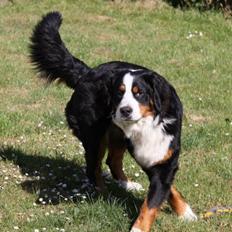 Berner sennenhund Sofus DØD 