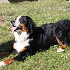 Berner sennenhund Sofus DØD 