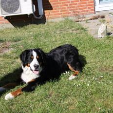 Berner sennenhund Sofus DØD 