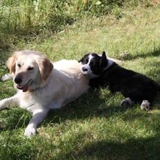 Blanding af racer Chilla 