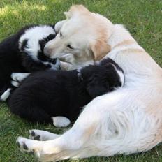 Blanding af racer Chilla 