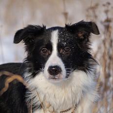 Border collie Caleb