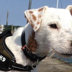 Jack russell terrier Teo