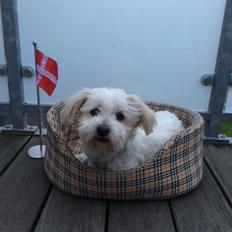 Coton de tulear Fie