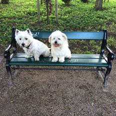 Coton de tulear Fie