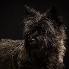 Cairn terrier Citta