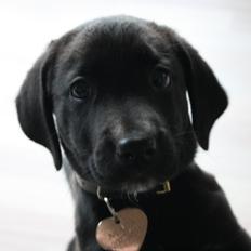 Blanding af racer Mekita