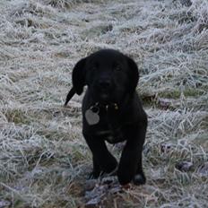 Blanding af racer Mekita