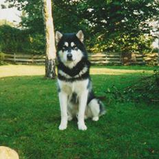 Alaskan malamute Alaskan Grace's Cuddly SITKIN R.I.P.