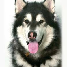 Alaskan malamute Alaskan Grace's Cuddly SITKIN R.I.P.