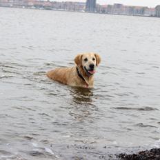 Golden retriever Chili