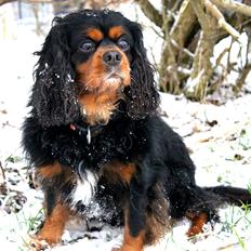 Cavalier king charles spaniel Cavaking's Ultra Speed - "Felix"