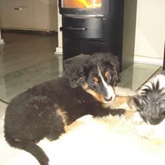 Berner sennenhund Emmelie.