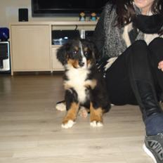 Berner sennenhund Emmelie.