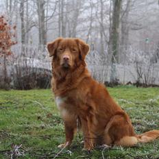 Nova scotia duck tolling retriever Mouse Hunters Belina Honolulu