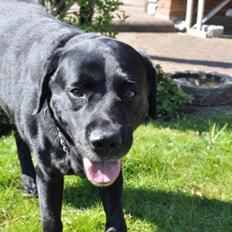 Labrador retriever Ozzy