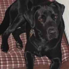 Labrador retriever Ozzy