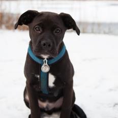 Blanding af racer Buddha the Bullador