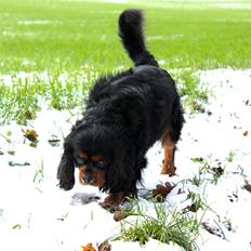 Cavalier king charles spaniel Cavaking's Ultra Speed - "Felix"