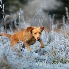 Labrador retriever Kalli - kennel midtlab Dakota