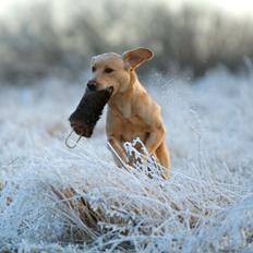 Labrador retriever Kalli - kennel midtlab Dakota