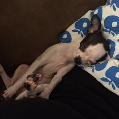 Chihuahua Freddie