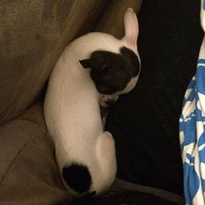 Chihuahua Freddie