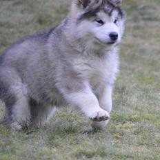 Alaskan malamute Suri