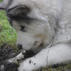 Alaskan malamute Suri