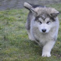 Alaskan malamute Suri
