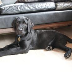 Labrador retriever Basse