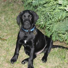 Labrador retriever Basse