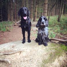 Labrador retriever Basse