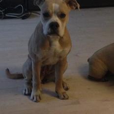 Olde english bulldogge Nala