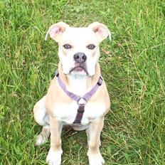 Olde english bulldogge Nala