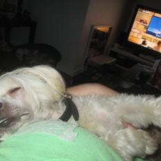 Chinese crested powder puff Bumle