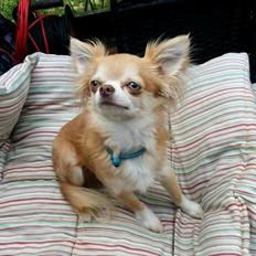 Chihuahua High Fly's Miguel