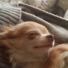 Chihuahua High Fly's Miguel