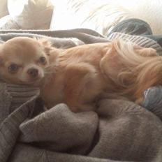 Chihuahua High Fly's Miguel