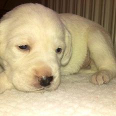 Labrador retriever Micha Mi Diamante