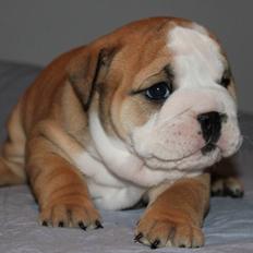 Engelsk bulldog Gumle - Molosshusets Thin Lizzy