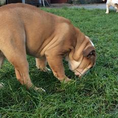 Engelsk bulldog Gumle - Molosshusets Thin Lizzy