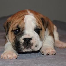 Engelsk bulldog Viggo - Molosshusets Led Zeppelin