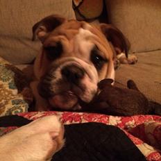 Engelsk bulldog Viggo - Molosshusets Led Zeppelin