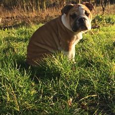 Engelsk bulldog Viggo - Molosshusets Led Zeppelin