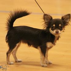 Chihuahua Manzana's Last Star of Selena